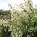 Holodiscus discolor P1D P2A
